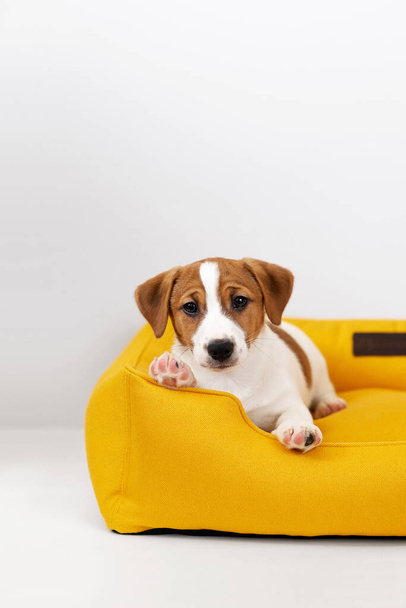 Cute Jack Russell Terrier puppy resting on a yellow dog bed. Adorable puppy Jack Russell Terrier at home, looking at the camera - Фото, изображение