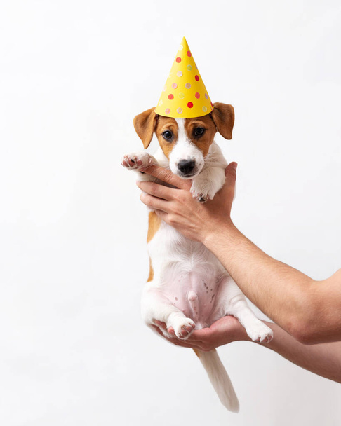 Jack Russell Terrier pentu, nelikuukautinen, keltainen paperihattu päässä. Pentu juhlii syntymäpäivää paperilla hattu, eristetty valkoisella taustalla - Valokuva, kuva