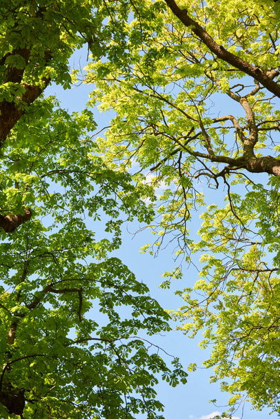 Letní krajina. Ulička mezi vysokými listnatými zelenými stromy v městském lesoparku. Jasné modré nebe. Sluníčko, čisté měkké sluneční světlo. Příroda, roční období, ekologie, životní prostředí - Fotografie, Obrázek