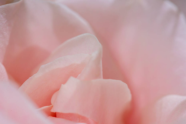 ピンクのバラの花びらのマクロ写真を閉じる. - 写真・画像