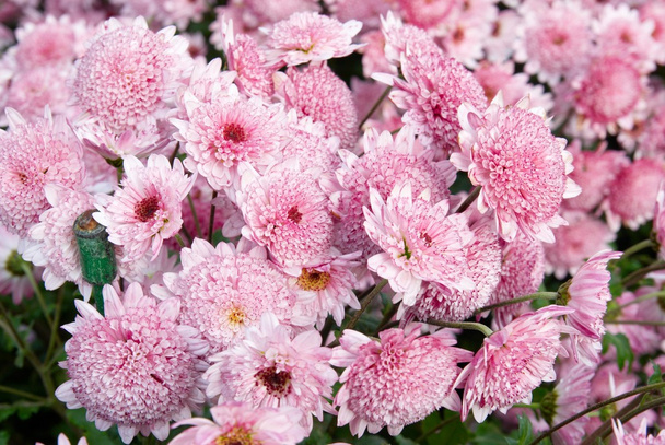 Chrysanthèmes roses sucrés
. - Photo, image
