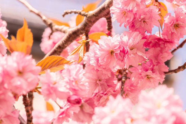 Rosafarbener Kirschblütenbaum im Frühjahr. - Foto, Bild