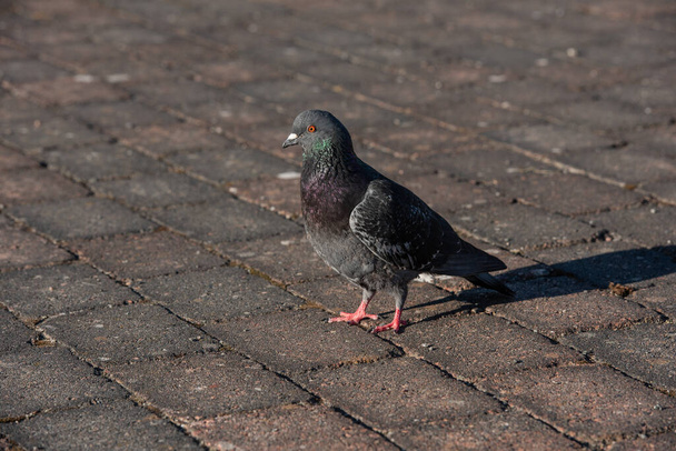 Un piccione domestico Columba livia domestica che cammina sul pavimento in pietra. - Foto, immagini