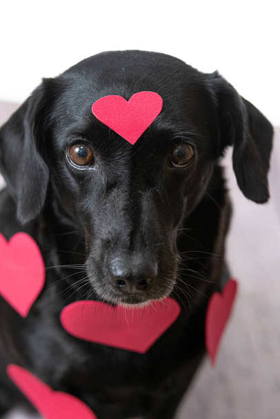 a closeup shot of cachorro preto dog with hearts on him - Foto, Bild