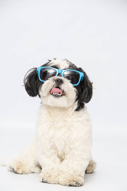 A beautiful shot of a Shih tzu dog wearing a blue sunglasses sitting on the ground on a white background - Fotoğraf, Görsel