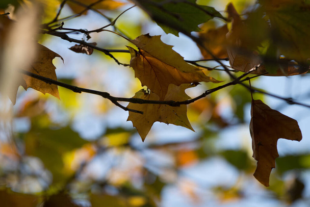 A autumn colorful leaves under the blue sky on a blurry background - Fotó, kép