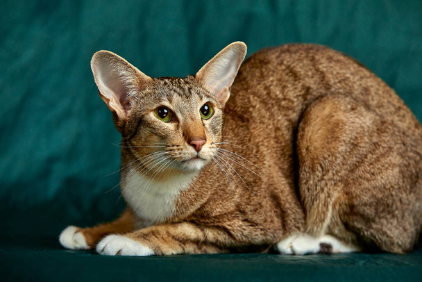 Oriental Shorthair kitten. Looking beside camera with mesmerizing green eyes. Isolated on a green background - Photo, image