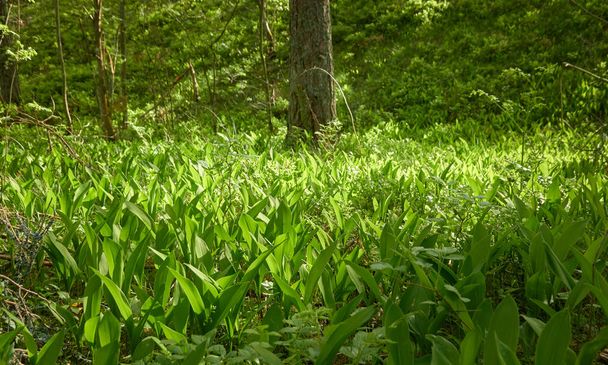 Grüne Blätter, blühender Rasen (Wiese) in einem Waldpark. Frühling, Frühsommer. Umwelt, Ökologie, Ökosysteme, Natur pur. Idyllische Landschaft - Foto, Bild