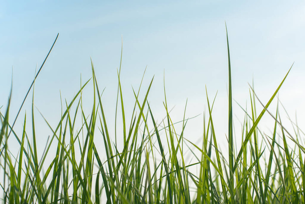 Long fresh green grass against a blue sky in the field in evening - Photo, Image