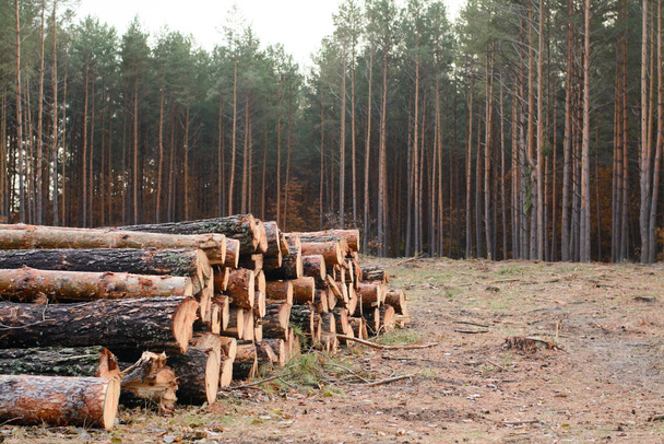 Woodpile of freshly harvested pine logs lays near the pine forest - Photo, Image