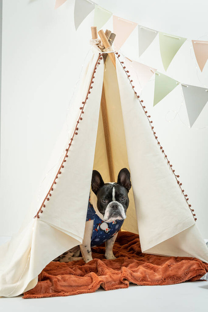 A vertical studio shot of black and white Bulldog standing on decorated teepee for dogs - Photo, image