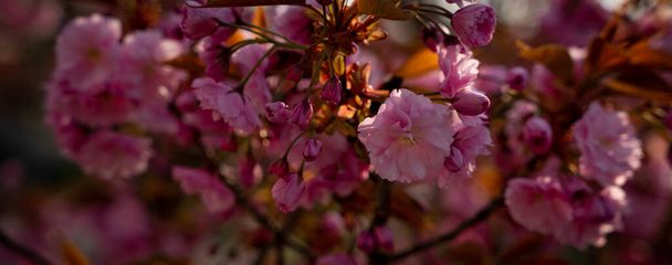 A panorama view of a cherry tree blossoming in the garden - Фото, изображение