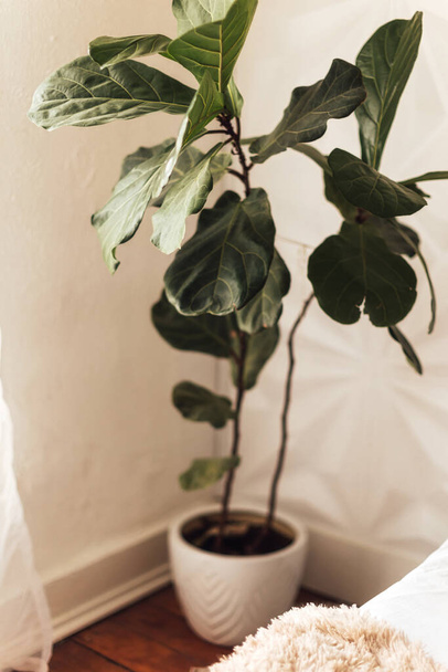 A vertical of Fiddle-leaf fig plant in a pot in the corner of a room - Photo, image