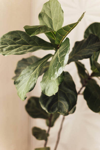 A vertical closeup of Fiddle-leaf fig plant in a bedroom - Photo, image