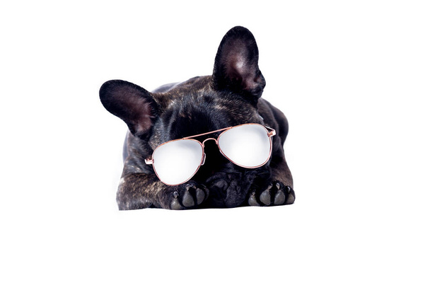 κωμικό σκυλί με λευκά γυαλιά ηλίου για την αναζήτηση ζωοτροφών με μπλουζ διακοπών, άλλαξε σχέδια διακοπών, απομονώνονται ion ένα λευκό φόντο με αντίγραφο χώρο στις αποχρώσεις  - Φωτογραφία, εικόνα