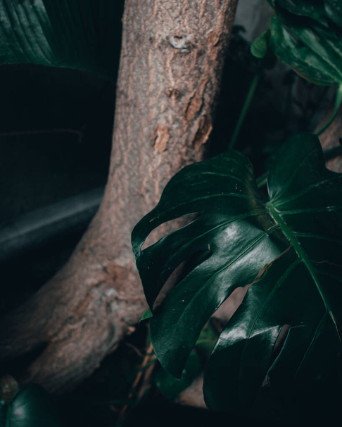 A vertical closeup shot of exotic leaves near the trunk - Foto, imagen