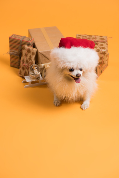 Dog with Christmas gift boxes - Foto, Imagem