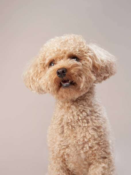red poodle on a beige background. Portrait of a funny pet in the studio - Foto, Imagem