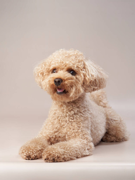 red poodle on a beige background. Portrait of a funny pet in the studio - Fotó, kép
