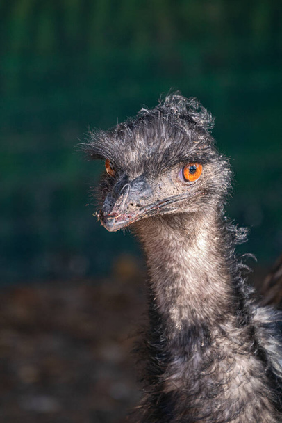 A vertical shot of an emu bird in the zoo - Фото, изображение