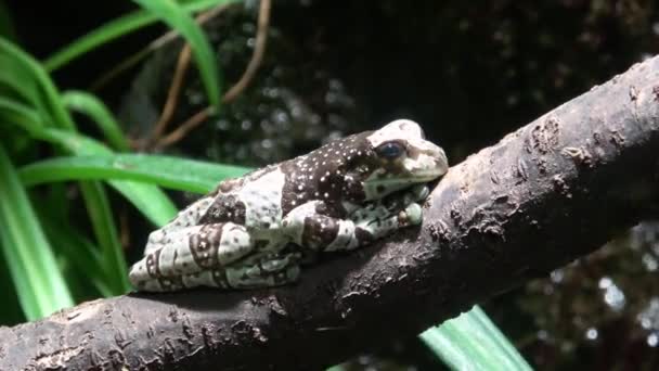 Amazon milk frog on branch, Trachycephalus resinifictrix - Footage, Video