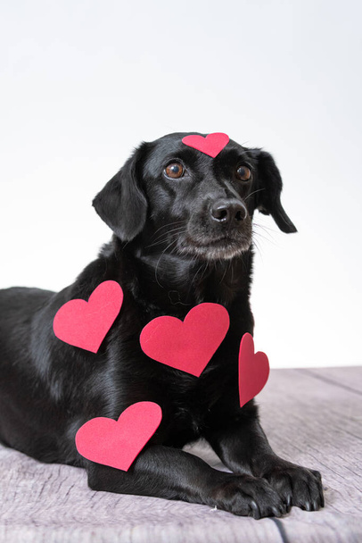 A vertical shot of a cute, black dog covered with red cut out hearts - Photo, Image