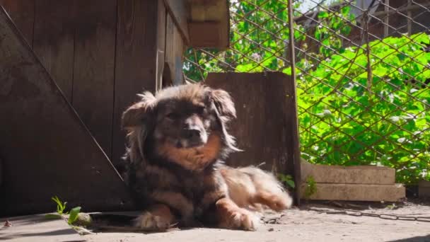 Um cão marrom se aquece ao sol e lambe os lábios enquanto abana a cauda enquanto está deitado na rua contra o fundo de sua cabine. Cão de campo com uma trela. Imagens FullHD de alta qualidade - Filmagem, Vídeo