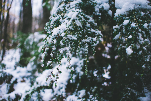 A closeup of the tree branches covered with snow. - 写真・画像
