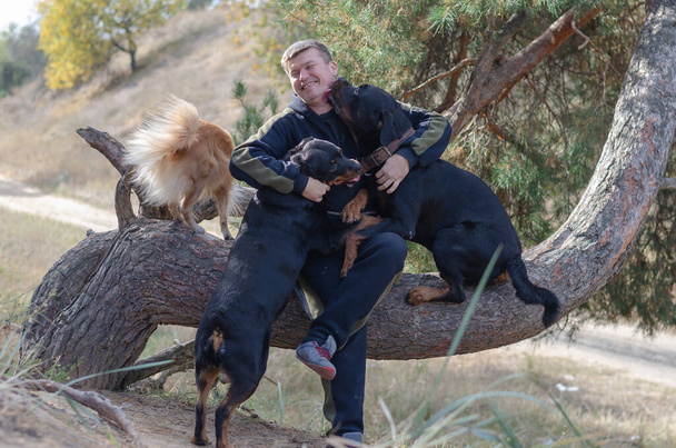 Um homem e os seus animais de estimação. Um homem adulto sentado no tronco de um pinheiro. Seus três cães estão subindo em seus braços. Dois Rottweilers e uma mestiça vermelha. Andar com os animais de estimação. Foco seletivo - Foto, Imagem