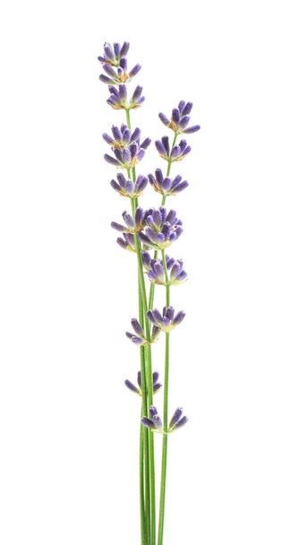Lavender flowers isolated on white background - Fotografie, Obrázek