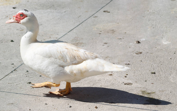 white mute goose backyard bird - Zdjęcie, obraz