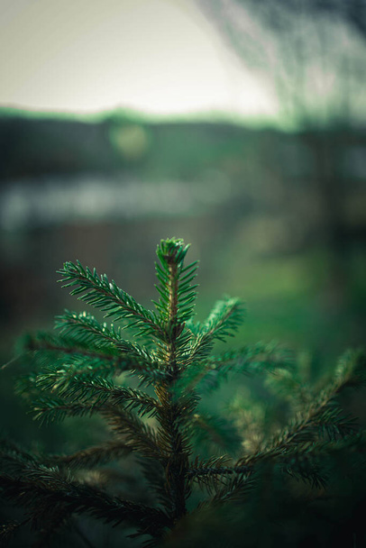 A vertical shot of a bright green pine tree branch - 写真・画像