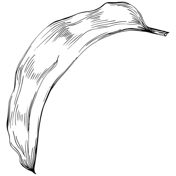 Czarno-białe ręcznie rysowane elementy kwiatowe wektor ilustracja  - Wektor, obraz