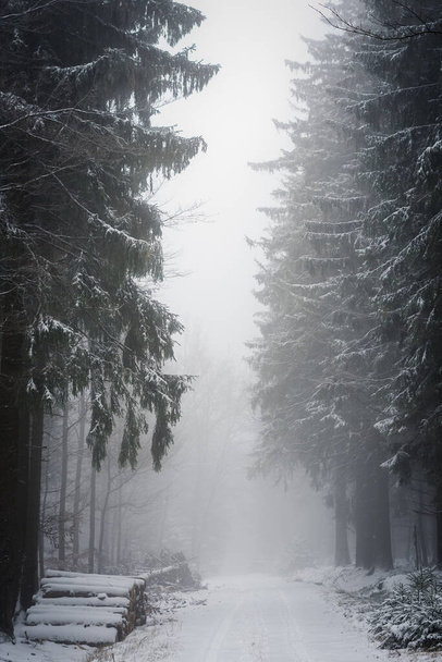 A grayscale shot of the park in winter. Germany - Foto, immagini