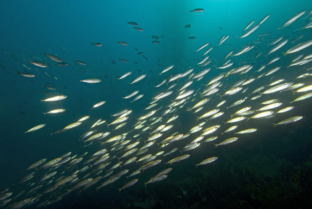 California poisson sous l'eau et la forêt de varech - Photo, image