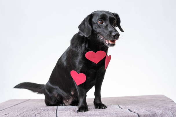 A cute black Labrador with some red heart-shaped stickers on a white background. - Foto, immagini