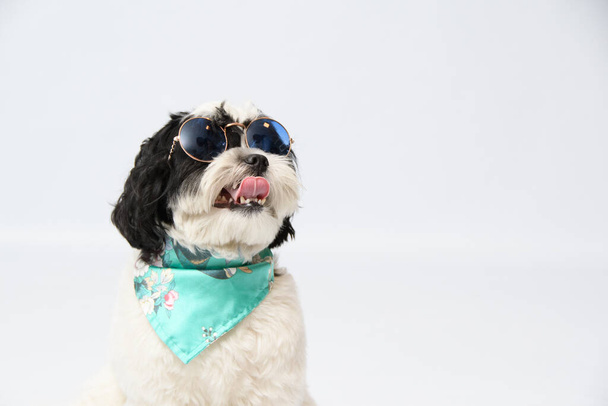A portrait of Shih Tzu wearing sunglasses and bandana isolated on white background - Fotoğraf, Görsel