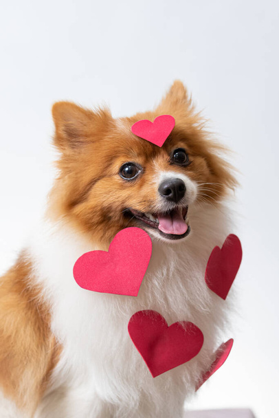 a closeup shot of Spitiz dog with red hearts on him - Фото, зображення