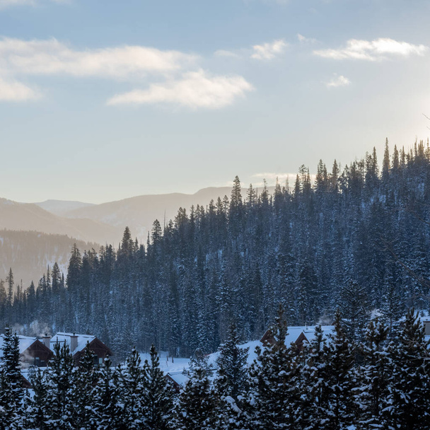 A view of fir tree forest in winter - Fotó, kép