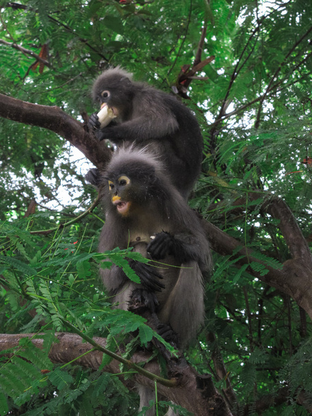 Сумрачная листовая обезьяна
 - Фото, изображение