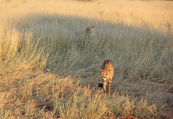 Geparden, Namibia - Foto, Bild