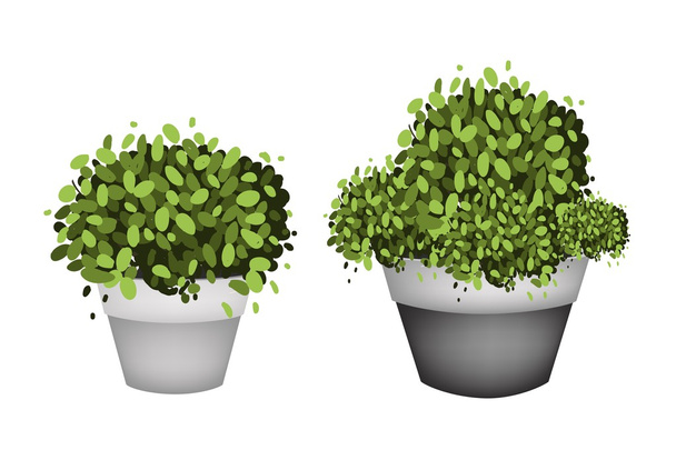Árboles verdes en macetas de terracota sobre fondo blanco
 - Vector, Imagen