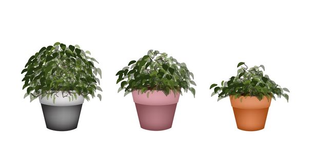Three Beautiful Houseplant in Terracotta Flower Pots - Vector, Image