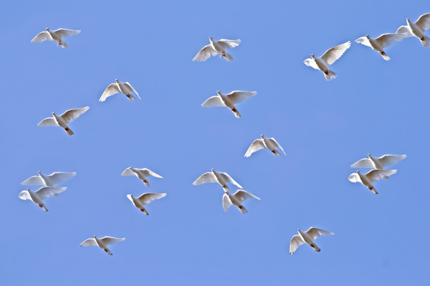 Witte duiven vliegen - Foto, afbeelding