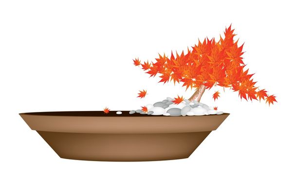 Bonsai piękny klon w Flower Pot - Wektor, obraz