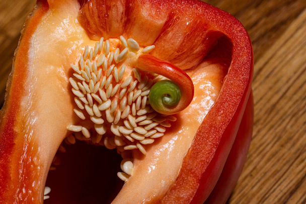 Κόκκινη πιπεριά πιπεριού άνοιξε. Σπόροι και ορατός εσωτερικός πολλαπλασιασμός. - Φωτογραφία, εικόνα
