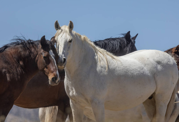 chevaux sauvages au printemps dans le désert dans l'Utah - Photo, image