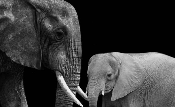 重い母象と赤ちゃん象は両方の黒の背景にあります - 写真・画像