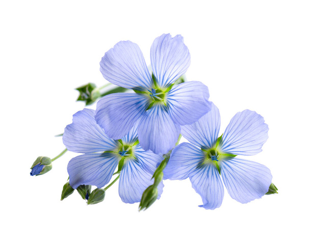 Flax flowers isolated on white background. Blue common flax, linseed or linum usitatissimum - Photo, Image