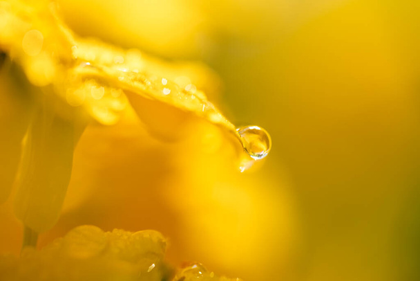 extreme close-up of a yellow flower with droplets - Fotoğraf, Görsel
